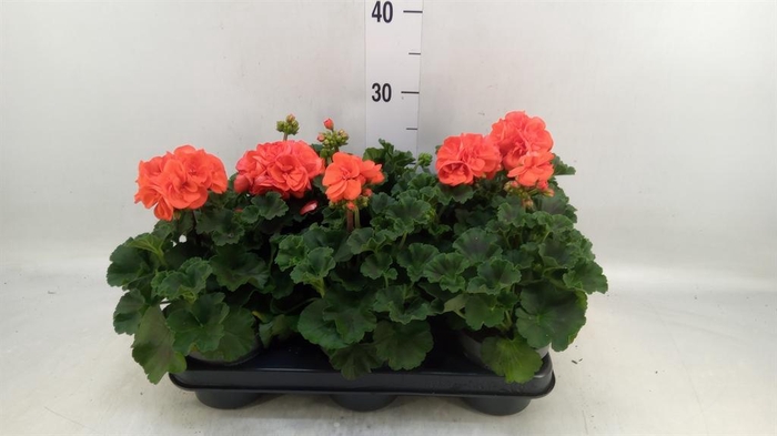 <h4>Pelargonium zona.   ...F1</h4>
