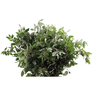 Steeneik 250 Gram GF