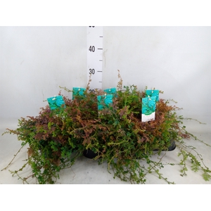 Selaginella   ...
