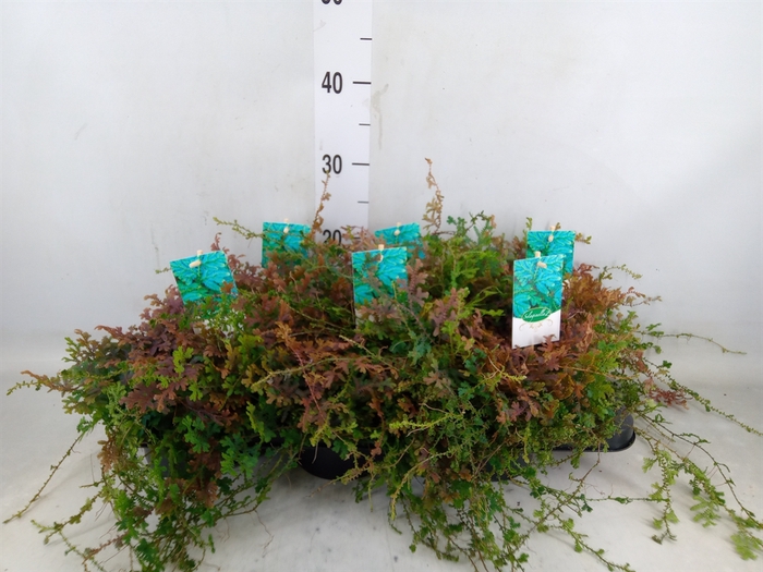<h4>Selaginella   ...</h4>