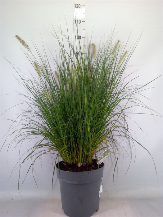 <h4>Pennisetum alopec. 'Hameln'</h4>