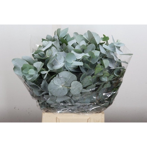 Euca Cinerea Kort 150 Gr