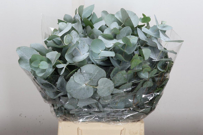 <h4>Euca Cinerea Kort 150 Gr</h4>