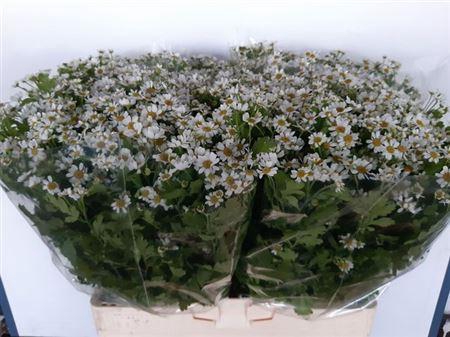 <h4>Tana Pa Cameron</h4>