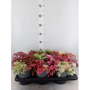 Hypoestes phyllo.   ...mix