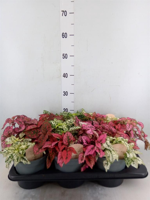 <h4>Hypoestes phyllo.   ...mix</h4>