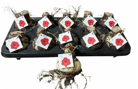 <h4>Bloembol Hippeastrum</h4>