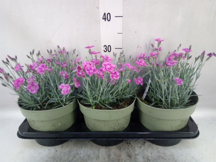 Dianthus car. 'Mountain Frost Pink'
