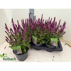 SALVIA NE SE DP ROSE