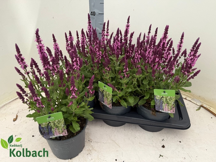 <h4>SALVIA NE SE DP ROSE</h4>