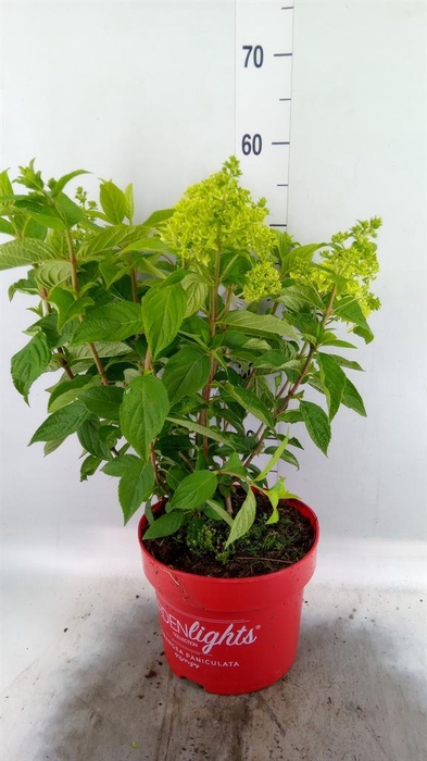 <h4>Hydrangea pan. 'Redlight'</h4>
