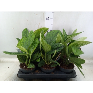Epipremnum pinn. 'Marble Planet'