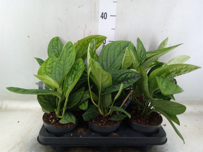<h4>Epipremnum pinn. 'Marble Planet'</h4>