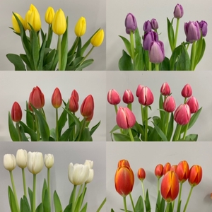 Tulips Single Mix