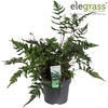 Anisocampium 'Sheareri' P14