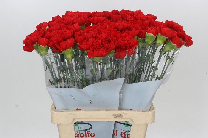 <h4>Dianthus St Gennaro</h4>