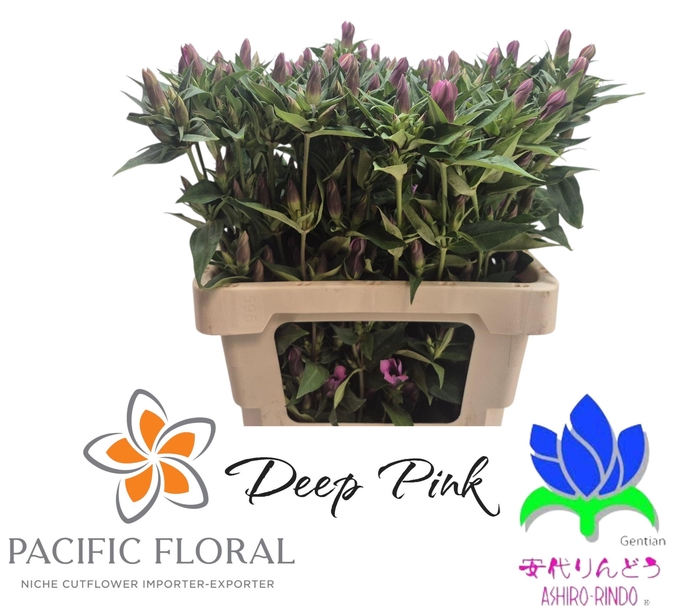 <h4>GENTI D PINK ASHIRO</h4>