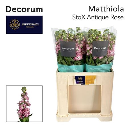 <h4>Matth Stox Antique Rose</h4>