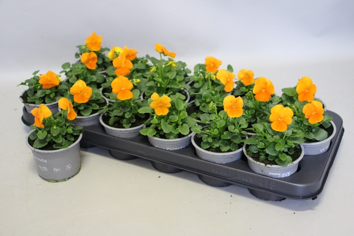 Viola cornuta F1 Orange