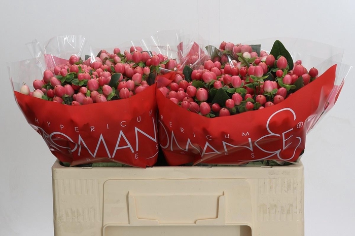 <h4>HYP SWEET ROMANCE</h4>