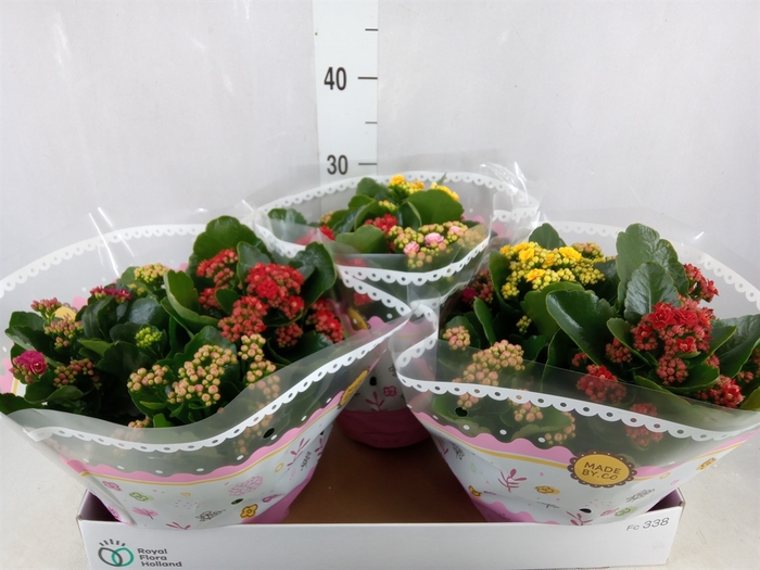 <h4>Kalanchoe blos.   ..rosebud mix/pot</h4>