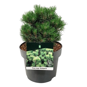 Pinus mugo 'Heideperle'