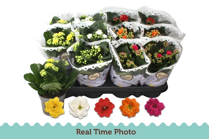 <h4>KAL GE GEM 5 KL</h4>