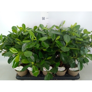 Ficus microcarpa 'Maya'