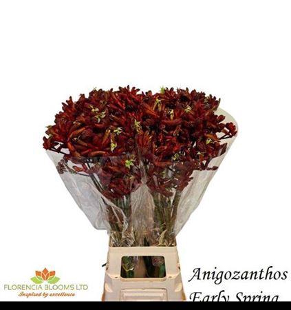 <h4>Anigoz Early Spring Red 80cm</h4>