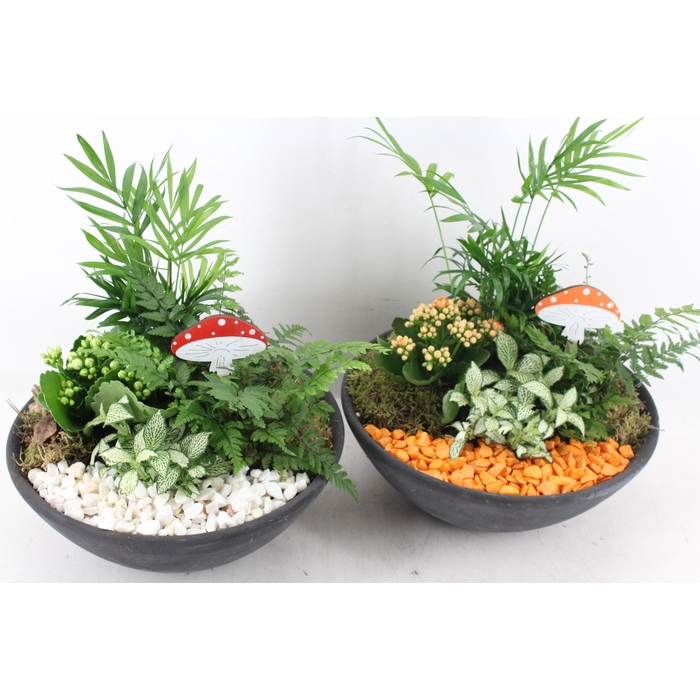 <h4>Arr2 Pl - Ebbischaal L - Oranje/wit</h4>