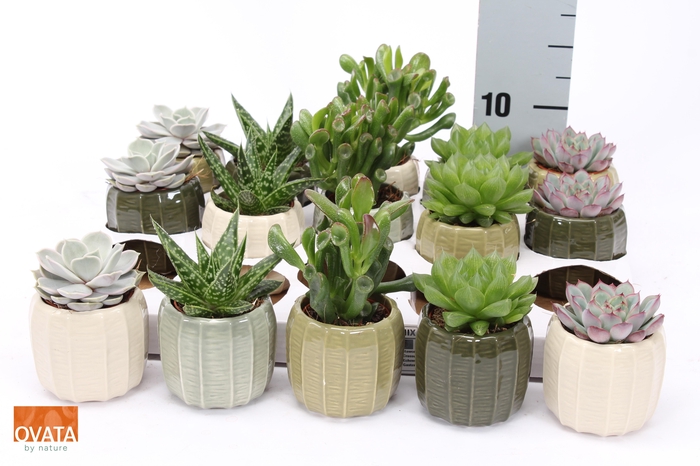 <h4>SUCC GEM 5 SRT</h4>