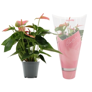 Anthurium Sweet Dream in Couture sleeve