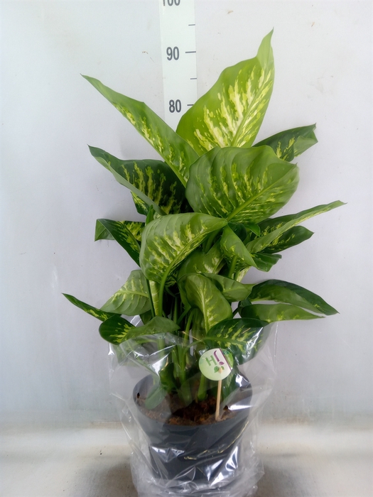 <h4>Dieffenbachia seg. 'Reeva'</h4>