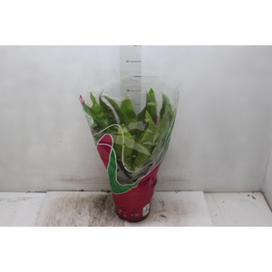 ASPLENIUM OSAKA LISO P19