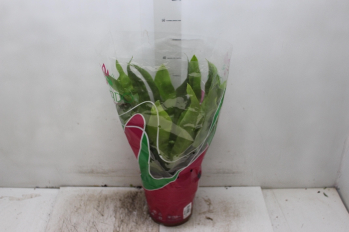 <h4>ASPLENIUM OSAKA LISO P19</h4>