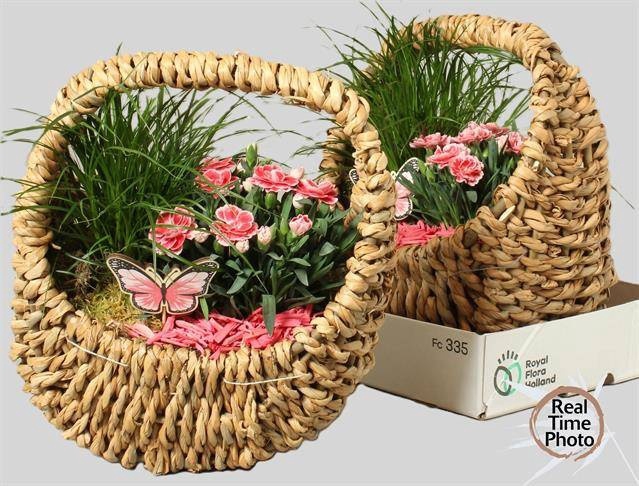 <h4>ARR TUINPLANTEN</h4>