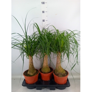 Beaucarnea recurvata