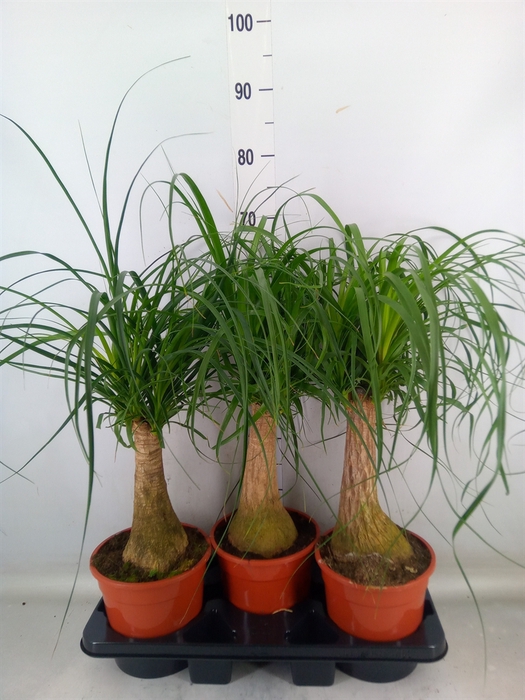 <h4>Beaucarnea recurvata</h4>