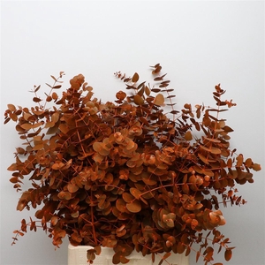 Euca Klb Cinerea Oranje 300gr