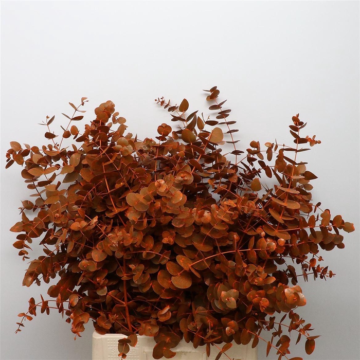 <h4>Euca Klb Cinerea Oranje</h4>