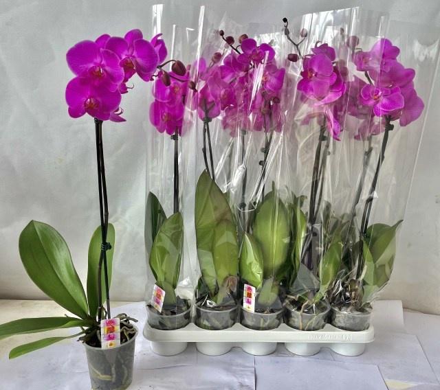 <h4>PHAL OV PAARS</h4>