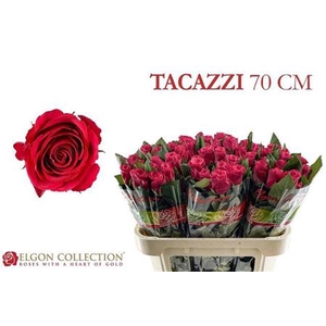 Rosa grootbloemig Tacazzi+