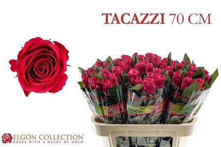 <h4>Rosa grootbloemig Tacazzi+</h4>