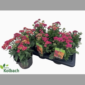 ACHI MILLEFOLIUM