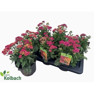 ACHI MILLEFOLIUM