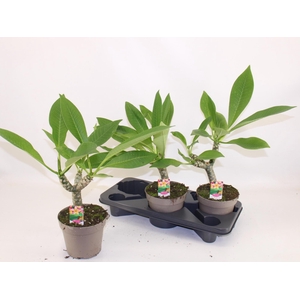 PLUMERIA HAW RUBY