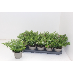 CUPH HYSSOPIFOLIA
