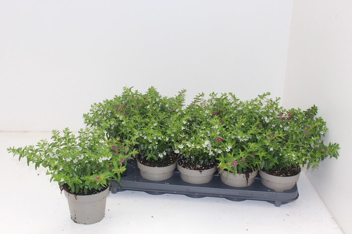 <h4>CUPH HYSSOPIFOLIA</h4>