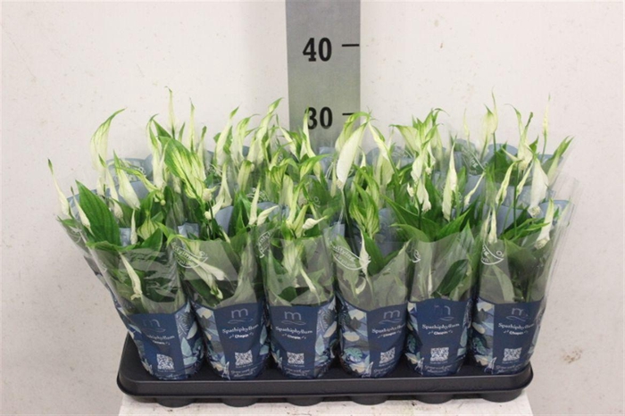 <h4>Spathiphyllum 'Chopin'</h4>