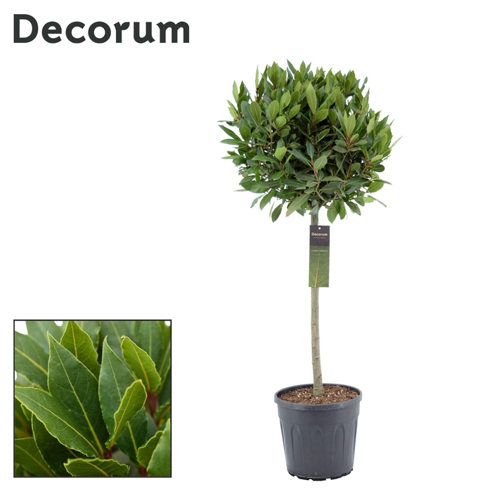 <h4>Laurus nobilis Bol op stam</h4>